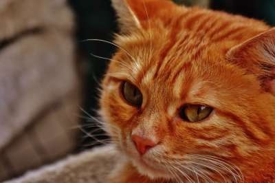 猫 宿醉 红色的 可爱的 鲭鱼 老虎 舒适 动物 家猫 毛皮