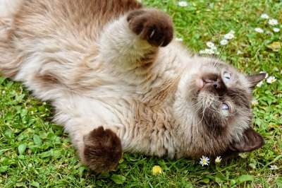英国短毛猫 猫 家畜 英国 短发 家猫 纯种 野生动物 品种猫