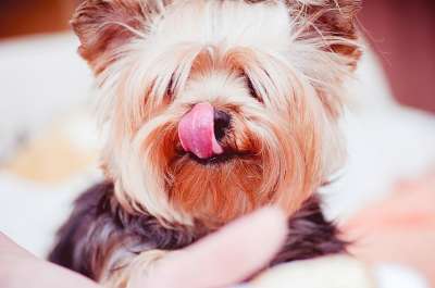 狗 舌头 宠物 动物 可爱的 约克夏犬 约克
