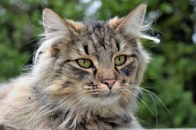 猫 动物 肖像 可爱的 头 野猫 森林猫 邻居的猫 脸 猫肖像