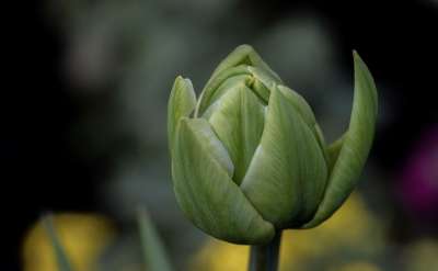 郁金香 花 植物 绿色郁金香 花瓣 芽 盛开 春天的花朵 春天