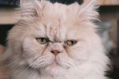 波斯猫 宿醉 猫 波斯人 猫肖像