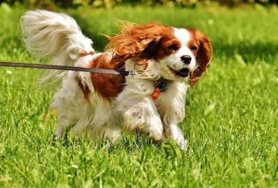 狗 骑士查理王猎犬 有趣的 家畜 动物 毛皮 棕色的 白色的
