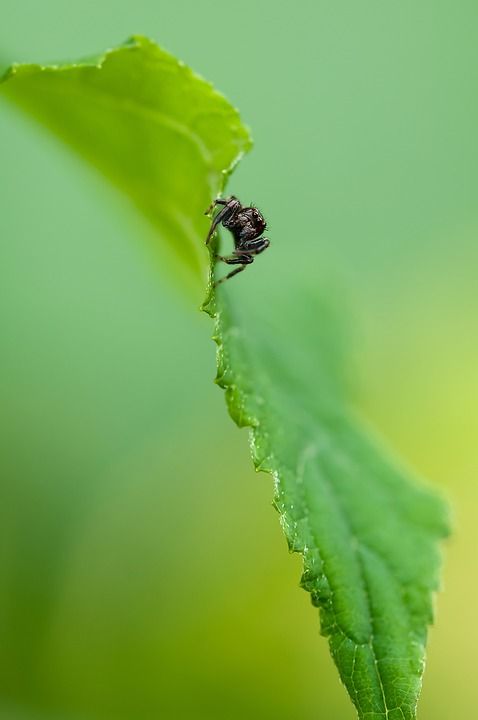 跳蛛 蜘蛛 昆虫 自然 植物 绿色 Persepktive