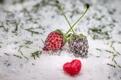 水果 浆果 蜜饯 甜的 食物 雪 冬天 脯 健康