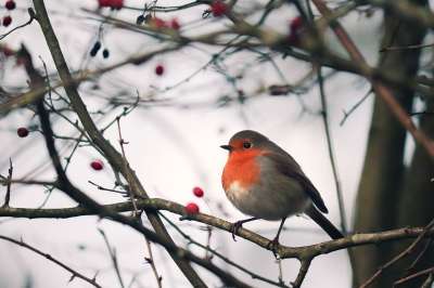 知更鸟 Erithacus Rubecula 旧世界飞行捕手 罗宾 鸟