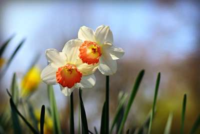 水仙花 花 植物 水仙 春天 季节性 花瓣 雌蕊 干 树叶