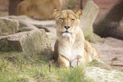 狮子 动物园 捕食者 动物 野生动物 自然 荒野 大猫 野猫
