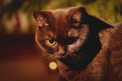 猫 小猫 宠物 动物 脸 眼睛 国内的猫 猫科动物 哺乳动物