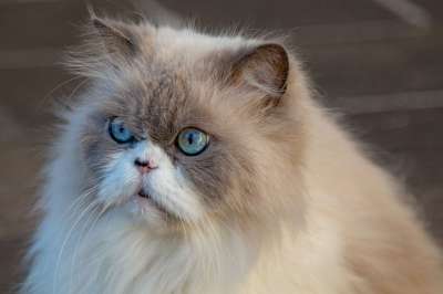 猫 长毛猫 猫肖像 短毛猫 长发 蓝眼睛 家畜 肖像
