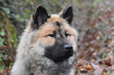 狗 宠物 动物 国家的 犬类 哺乳动物 欧式黑色面具 母狗
