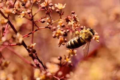 蜜蜂 昆虫 花粉 花蜜 收集 开花 艰苦的工作 动物 花园