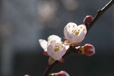 杏花 粉红色的花朵 花朵 春天 自然 景观 植物群