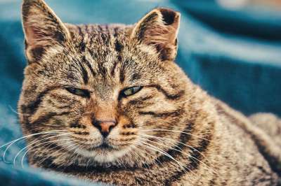 猫咪 动物医院 动物 哺乳动物 小猫 肖像 狮子 可爱的