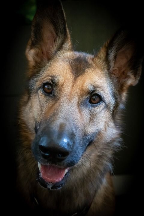 狗 牧羊犬 头 鼻子 动物肖像 细心 狗的头 肖像 家畜 动物