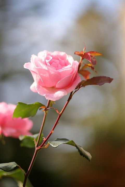玫瑰 花园 花 植物 粉红色 大自然 浪漫的 花瓣 七彩