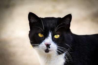 猫咪 哺乳动物 动物 动物医院 老虎 毛皮 捕食者 肉食的 小猫