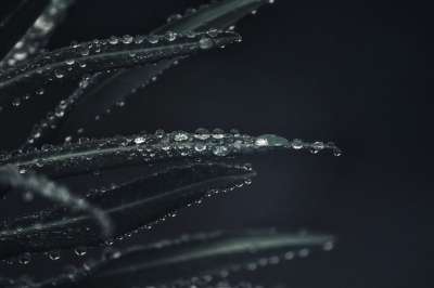 植物 树叶 雨 雨滴 水滴 水 绿色 关闭 水珠 严峻 自然