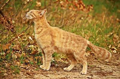 猫 虎猫 品种猫 鲭鱼 小猫 草