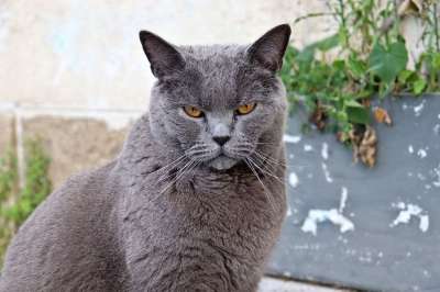 鲁斯 猫 宠物 灰猫 动物 国内的猫 猫科动物 哺乳动物 可爱的
