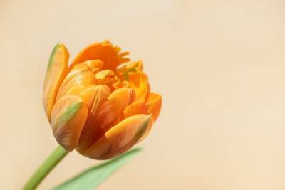 郁金香 花 橙色的 开花 春天的花朵 春天 双花 关闭 花摄影
