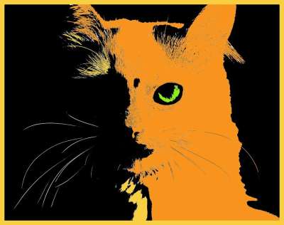 猫 宠物 猫咪 橙色的 亲爱的 可爱