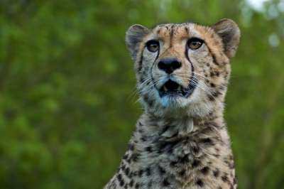 猎豹 捕食者 非洲 野生动物 大猫 苹果浏览器 肖像 眼睛