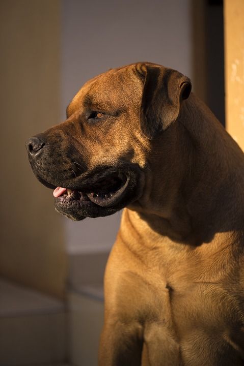 非洲购买Boerboel 斗牛獒 非洲 日落 狗 艰难的 女性