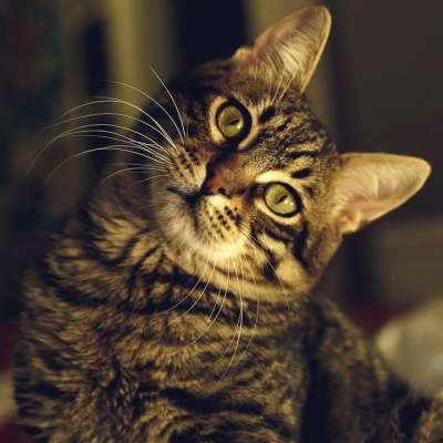 大花猫 宠物 动物 猫咪 猫