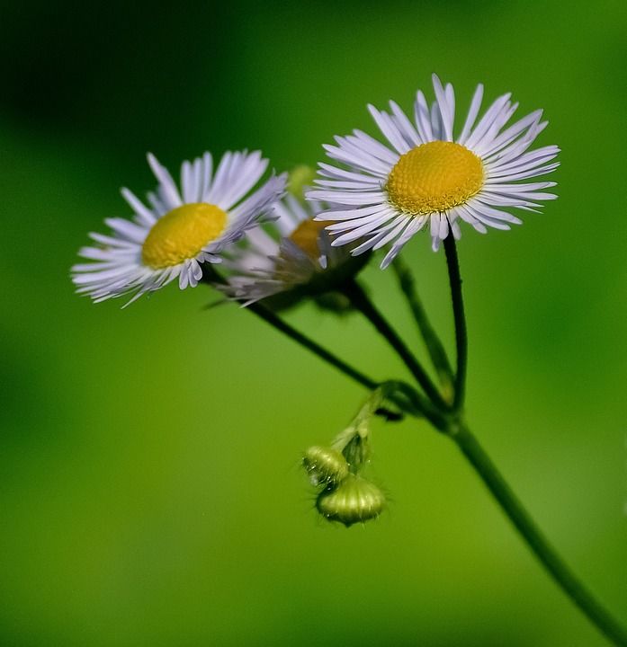 雏菊 花 白色的 黄色 绿色 自然 植物 美丽 花的 美丽的