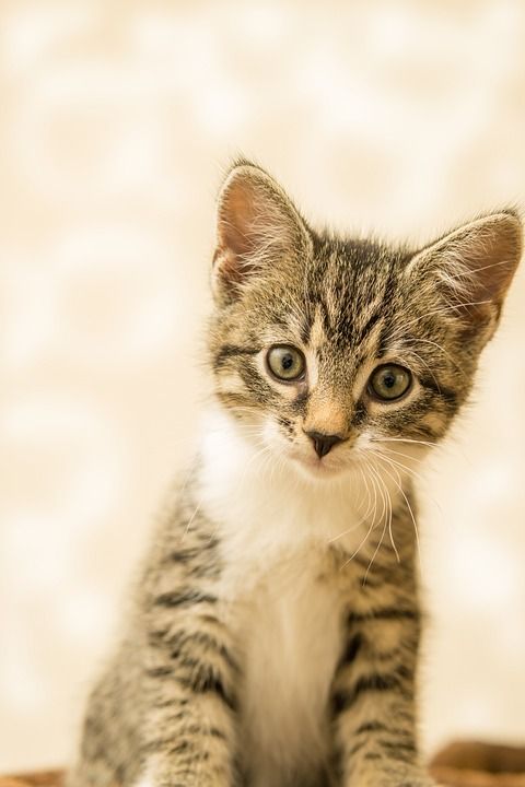宿醉 小的 鲭鱼 小猫 家猫 家畜 可爱的 猫 猫宝宝 猫脸