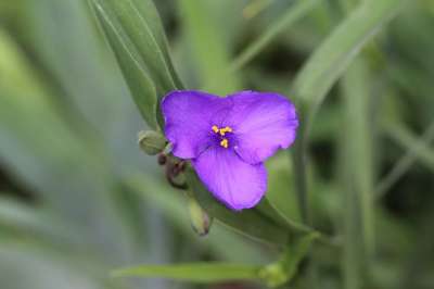 花卉 紫色 Spiderwort 紫花 花瓣 紫色的花瓣 盛开