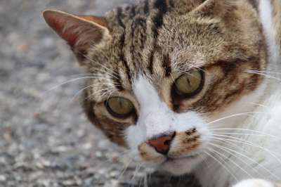 猫 老虎 猫科动物 肖像 眼睛 小胡子 可爱 哺乳动物 哀思