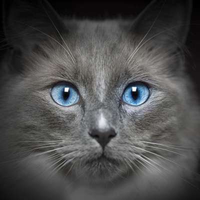 猫 猫科动物 肖像 眼睛 毛皮 蓝色的 鼻子 胡须 可爱的