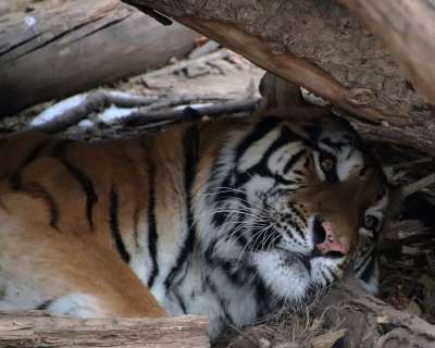 动物 老虎 动物园 猫科动物 哺乳动物 野生动物 野生猫 物种