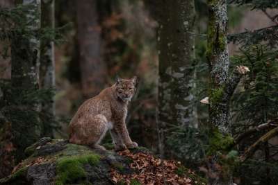 山猫 森林 性质 捕食者 兽 动物世界 野生动物 哺乳动物
