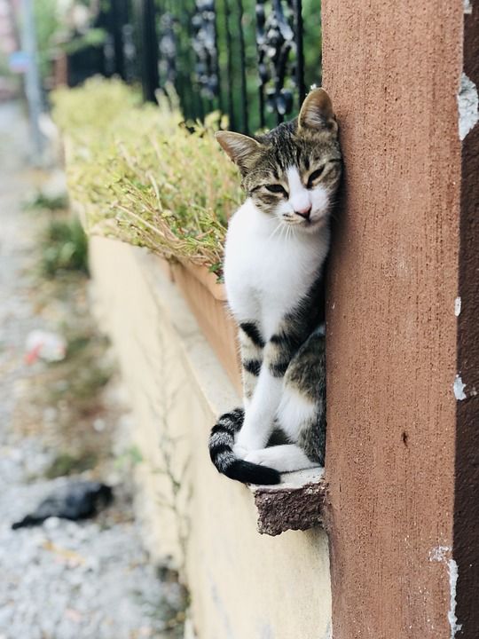 猫 动物 肖像 可爱 小猫 友谊 老虎