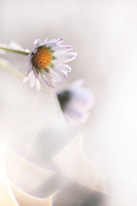 雏菊 花卉 冬天 成熟 白色的 冷 寒冷的 花园 园艺 散景