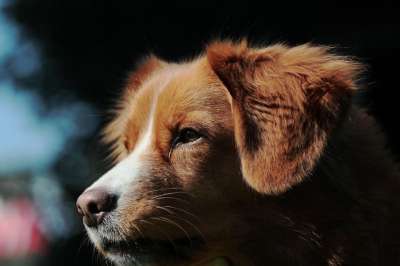 猎犬 狗 宠物 红色的-白色 可爱 肖像 专注