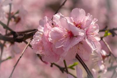 樱花 花 植物 开花 梅花 春花 春天