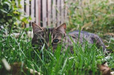 猫 户外的 虎斑猫 自然 草 户外 肖像 小猫 基蒂 老虎