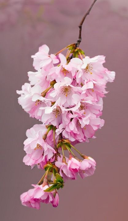 开花 花朵 樱花 粉色的 特写 细节 精美的 花瓣 美丽的