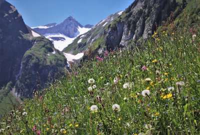野花 梅多斯 山 安静 施 牧场 草药 该区域的Santis