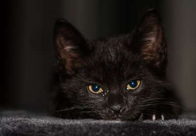 小猫 猫宝宝 年轻的猫 猫 偎 可爱的 动物 猫家族 幼兽