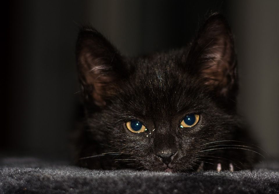 小猫, 猫宝宝, 年轻的猫, 猫, 偎, 可爱的, 动物, 猫家族, 幼兽