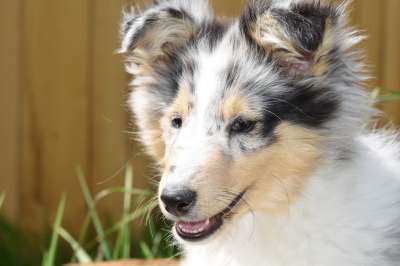 狗 小狗 年轻女性的设得兰群岛牧羊犬 蓝色的梅尔 黑松露 耳朵的狗
