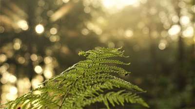 蕨类 植物 自然 树叶 叶子 森林 日出 散景 秋天的心情