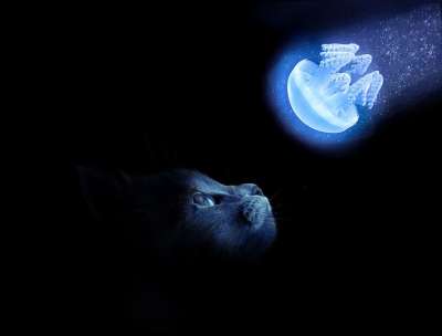 猫 艺术 设计 抽象的 动物 家畜 狮子 艺术的 小猫