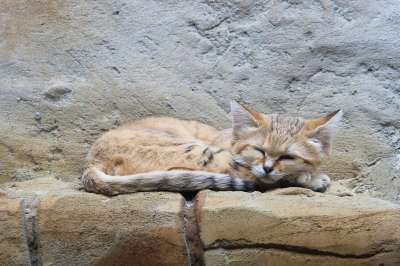 沙猫 野猫 动物园 柏林