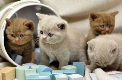 英国短毛猫 小猫 轮廓 肖像 猫档 猫肖像 家畜 驯化 猫品种